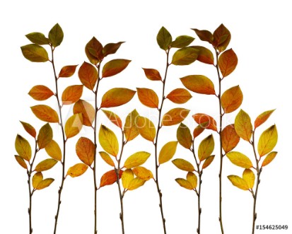 Picture of Autumn twigs border with ginger green and yellow leaves